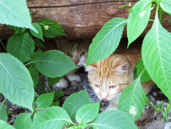 Кошки с мельницы Хююру