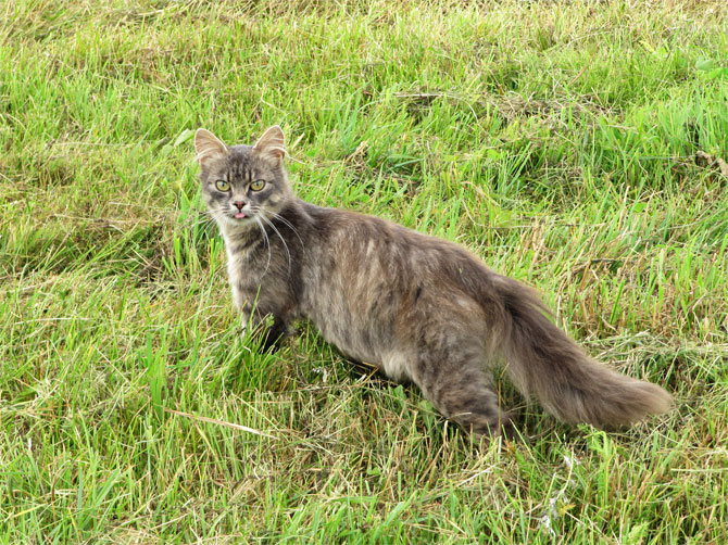 Кот с острова Сааремаа